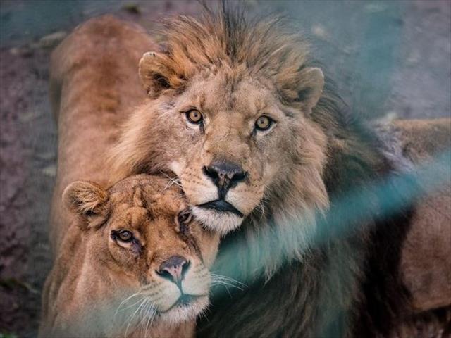 Landmark judgment ‘a victory for SA lions’ | News Article