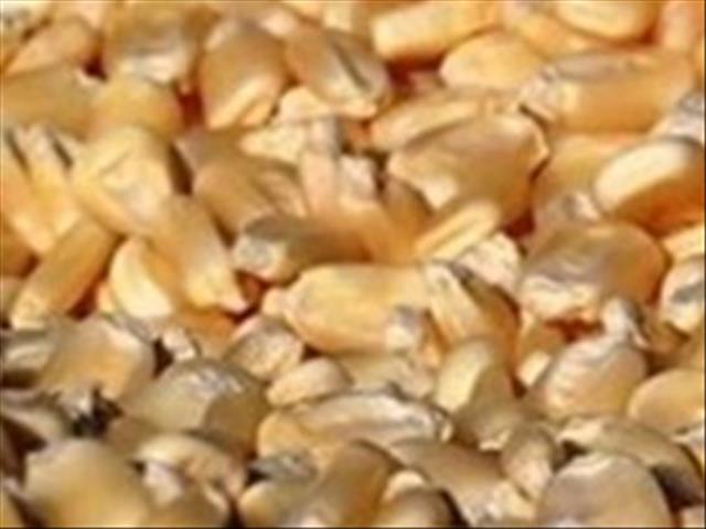 Senwes Grainlink: Hier is jou jongste Safex-pryse  | News Article