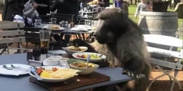 -TBB- A Cheeky Baboon reserves a table at Groot Constantia wine farm! | News Article