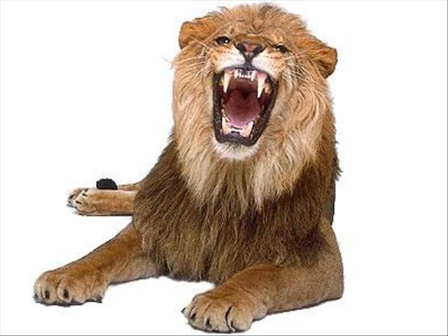 No more lion cub petting, says Gauteng nature reserve | News Article