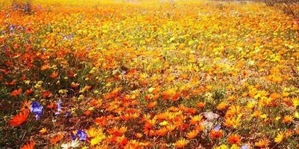 Namaqualand flowers in full bloom Namaqualand flowers in full bloom | News Article