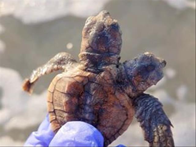 Sea turtle hatchling found with two heads | News Article