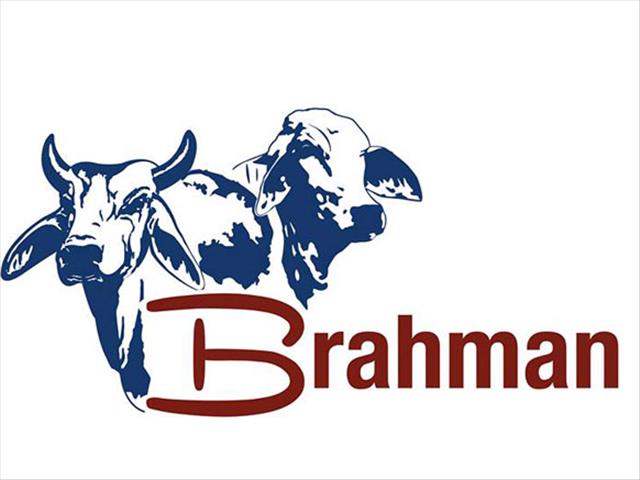 Brahmane se gewildheid in SA neem toe | News Article