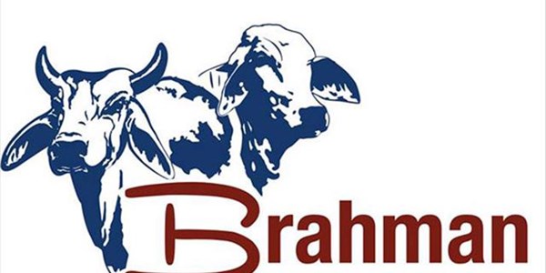 Brahmane se gewildheid in SA neem toe | News Article