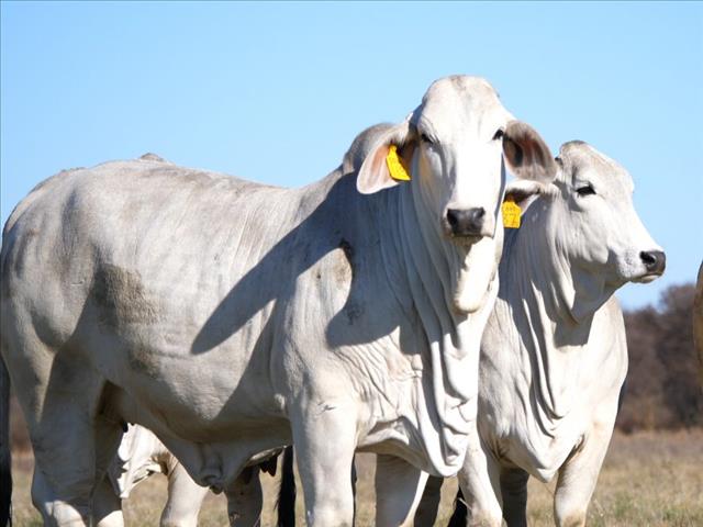 Brahman-telers hou ‘n ras-bonanza | News Article