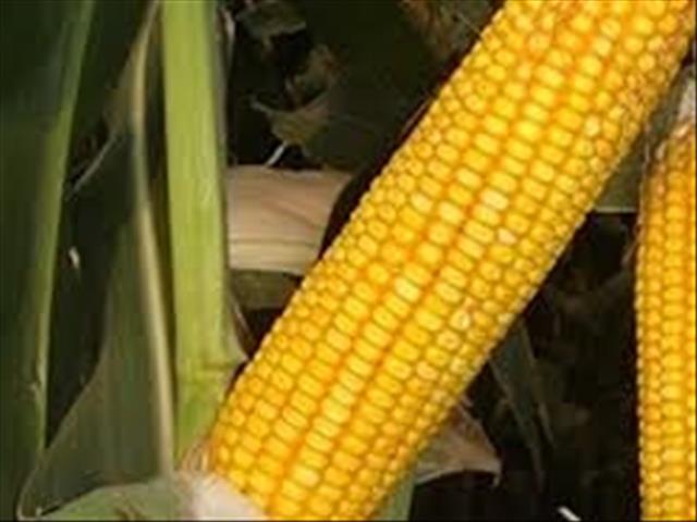 Senwes Grainlink: Hier is jou jongste Safex-pryse   | News Article