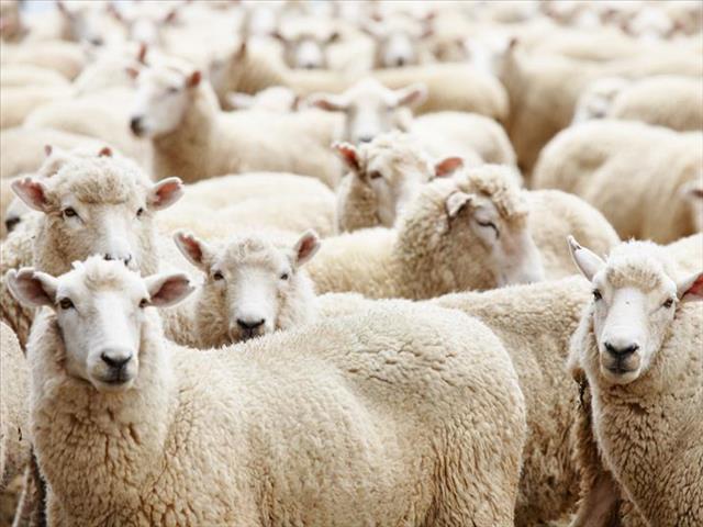 #CrimeStats: Rising stock theft cause for concern  | News Article