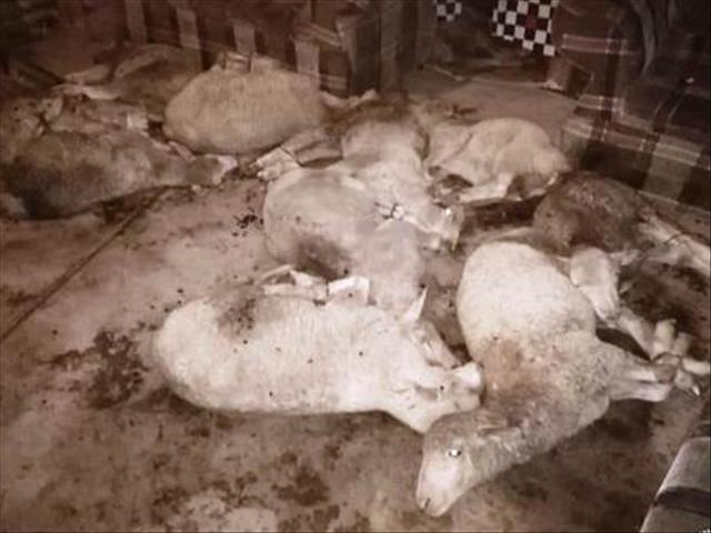 Agri News Podcast: Crime stats show increase in stock theft | News Article