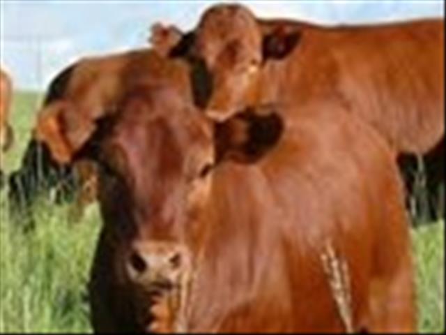 Hier is die weeklikse veilingspryse vir lewende hawe | News Article