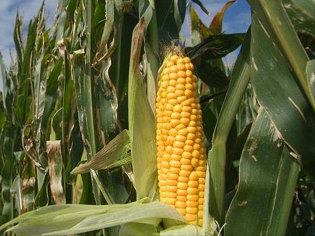 Senwes Grainlink: Hier is jou jongste Safex-pryse | News Article