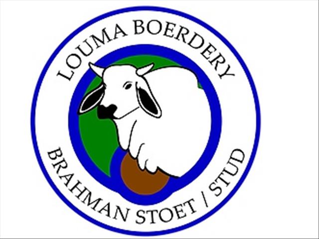 Brahman-koei, wat rekordprys behaal, ‘n aanwins vir nuwe eienaar | News Article