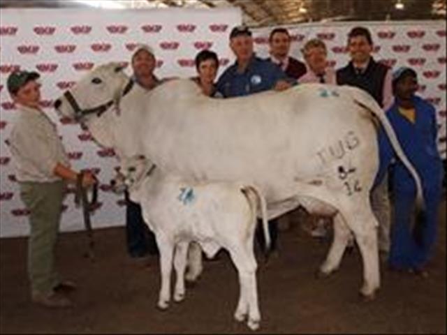 Rekordprys behaal vir Brahman-koei en kalf | News Article