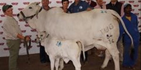 Rekordprys behaal vir Brahman-koei en kalf | News Article