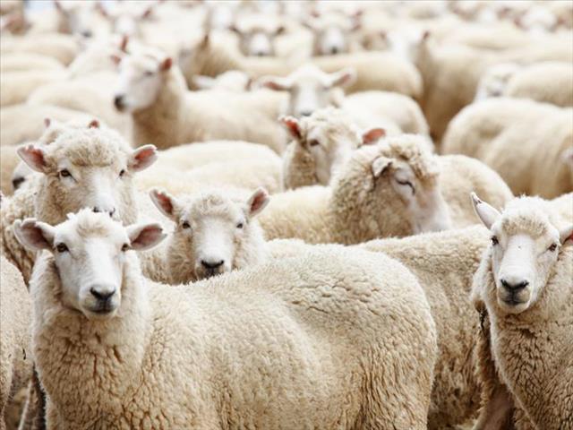 Landbounuus-podcast: NDBV wag op terugvoer rakende besending skape | News Article