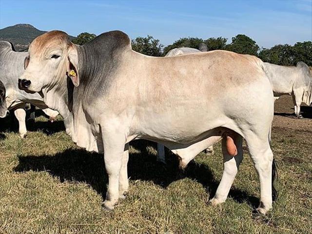 Brahman-telersgenootskap nou betrokke by prestasietoetsing van diere | News Article
