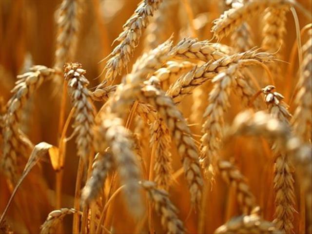 SA’s wheat production might not be the biggest of the decade | News Article