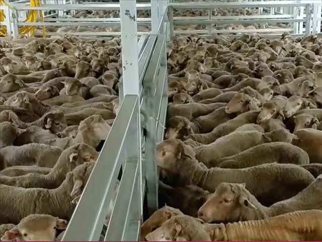 NSPCA will go to great strides to stop live sheep export horror | News Article
