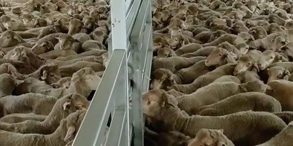 NSPCA will go to great strides to stop live sheep export horror | News Article