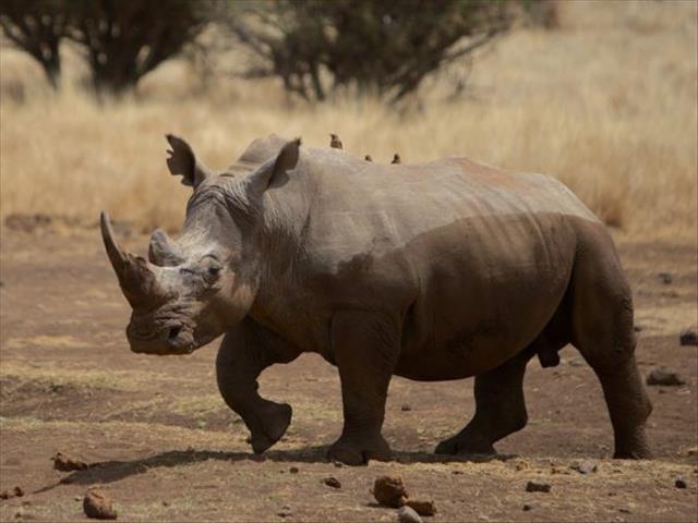 Rhino poaching still a huge cause for concern  | News Article