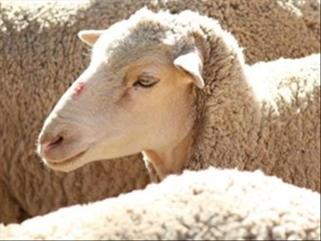 Hier is die weeklikse veilingspryse vir lewende hawe  | News Article