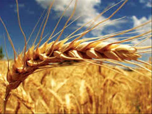 Senwes Grainlink: Hier is jou jongste Safex-pryse | News Article