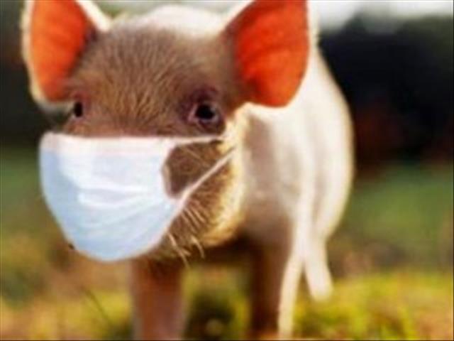 No compensation to farmers losing pigs to African Swine Fever, says FS department | News Article