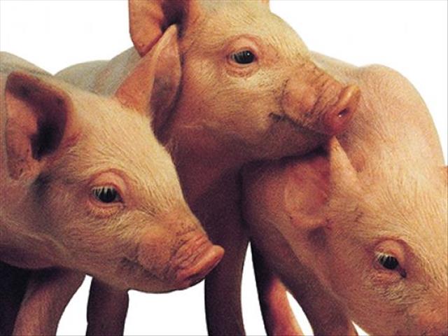 Varkboer platgeslaan nadat hy 800 varke weens Afrika-varkpes verloor | News Article