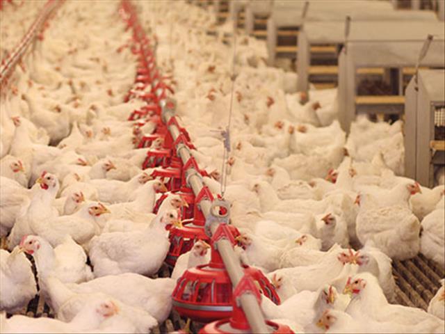 Agri News Podcast: Poultry association feeling positive | News Article
