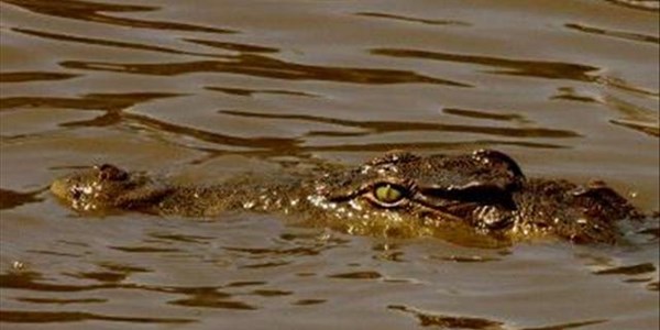 Suspected crocodile poachers appear in court Suspected crocodile poachers appear in court | News Article