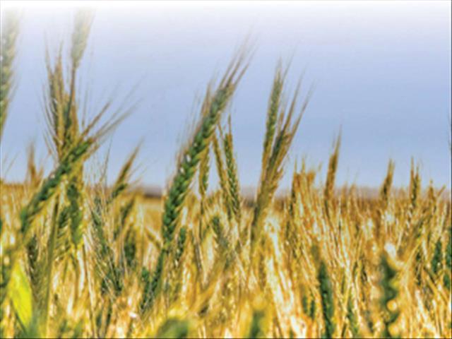 Senwes Grainlink: Hier is jou jongste Safex-pryse  | News Article