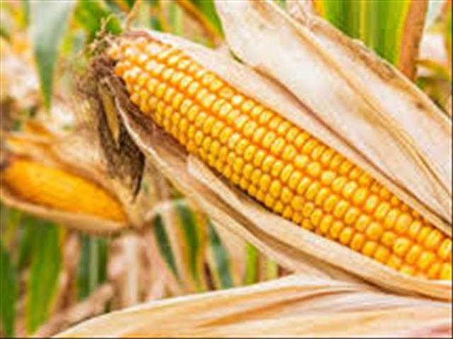 Senwes Grainlink: Hier is jou jongste Safex-pryse | News Article
