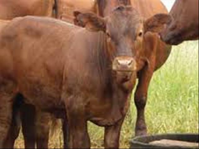 Hier is die weeklikse veilingspryse vir lewende hawe  | News Article