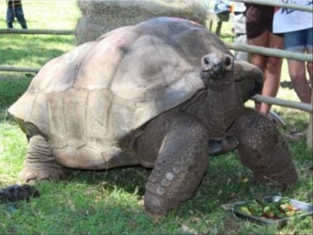 South Africa’s oldest tortoise turns 109 | News Article