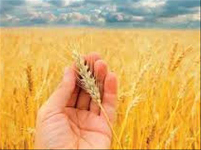 Senwes Grainlink: Hier is jou jongste Safex-pryse | News Article