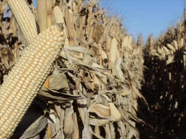 Senwes Grainlink: Hier is jou jongste Safex-pryse | News Article