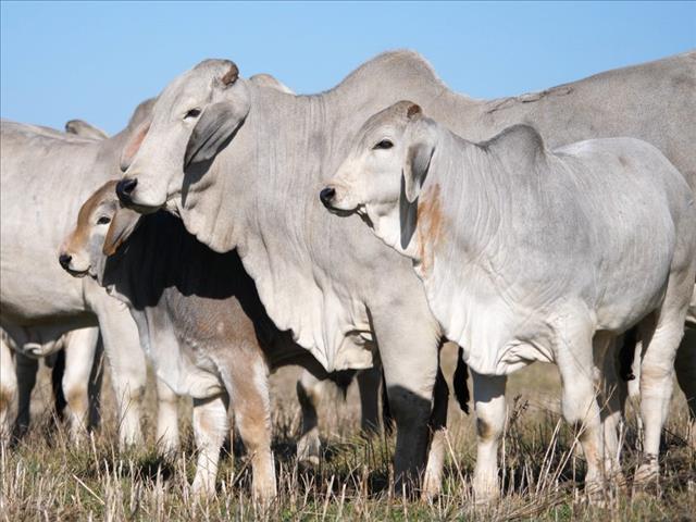 LNR: Genomika, genetiese manipulasie in beesbedryf is hier om te bly | News Article