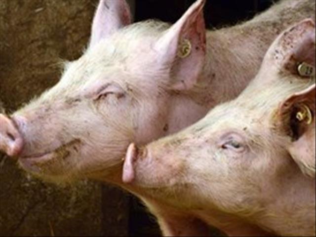 No reports of African swine fever in the FS after first outbreak | News Article