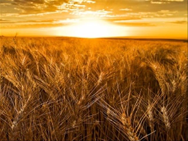 Agri-Uur: Jongste Safex-nuus | News Article