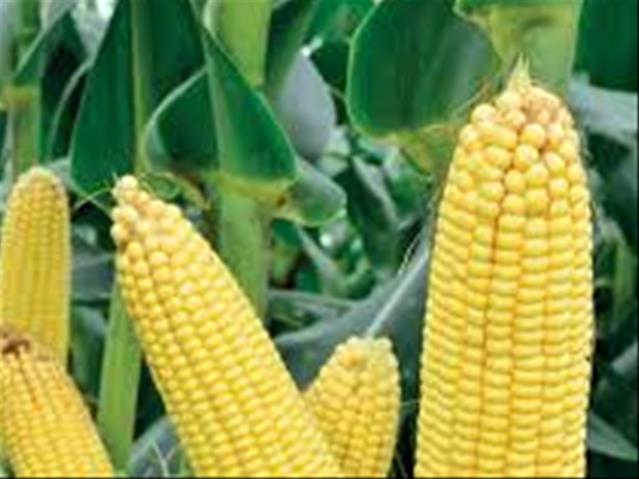 Agri-Uur: Jongste Safex-nuus | News Article