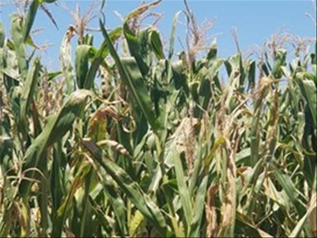 Agri-Uur: Jongste Safex-nuus | News Article