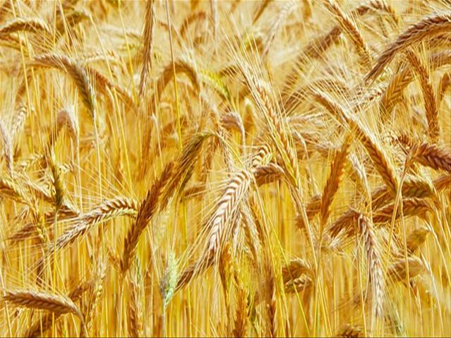 Agri-Uur: Jongste Safex-nuus | News Article