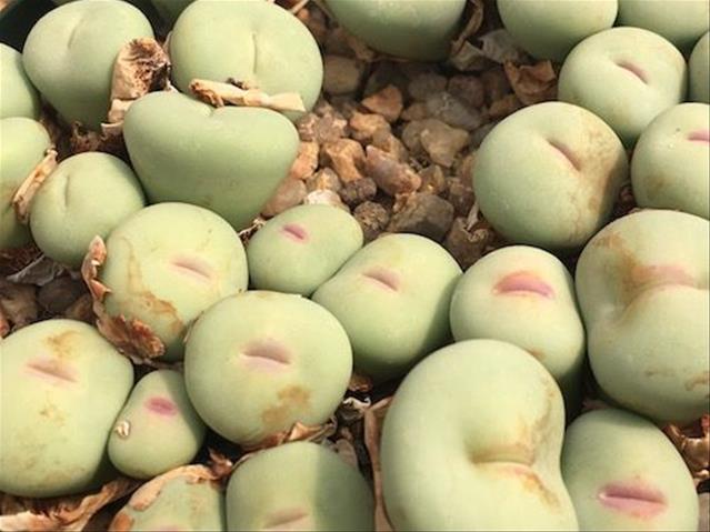 NC duo in the dock over endangered plants | News Article