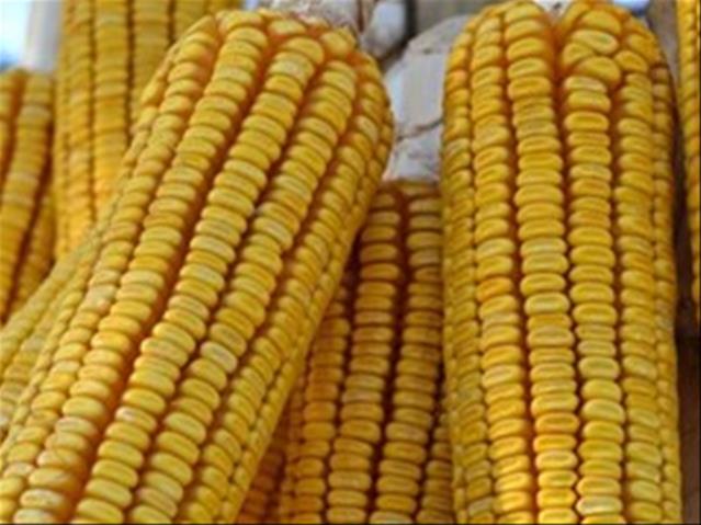 Agri-Uur: Jongste Safex-nuus | News Article