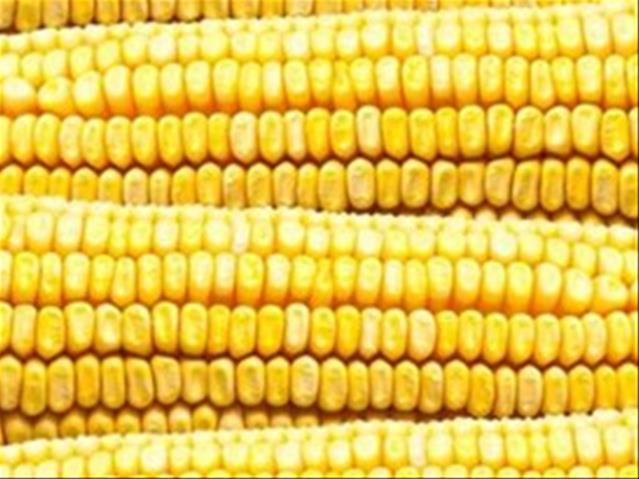 Agri-Uur: Jongste Safex-nuus | News Article