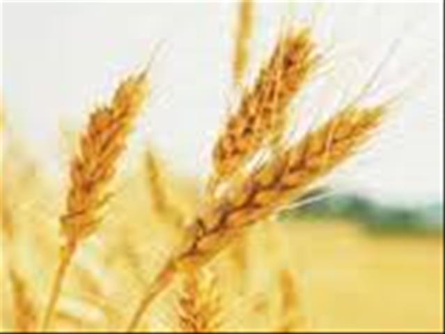 Agri-Uur: Jongste Safex-nuus | News Article