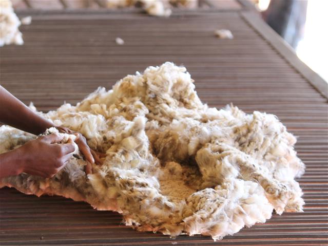 Cape Wools SA: Meer as 90% van wol verkoop tydens wolveiling | News Article