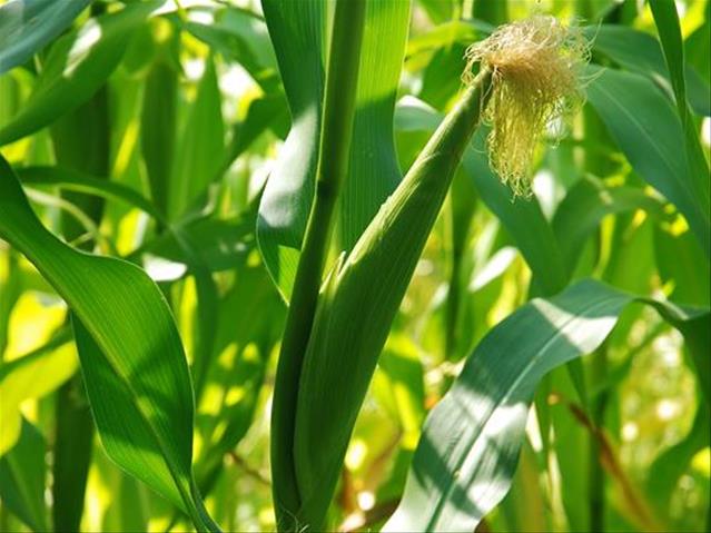 Agri-Uur: Jongste Safex-nuus | News Article