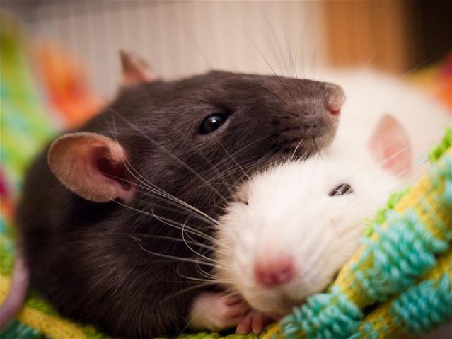 Weird Wide Web - Why would you have a rat as a pet? | News Article