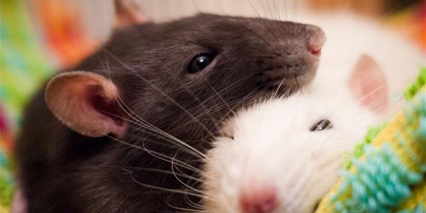 Weird Wide Web - Why would you have a rat as a pet? | News Article