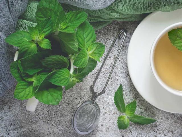 Herb of the week: Peppermint | News Article